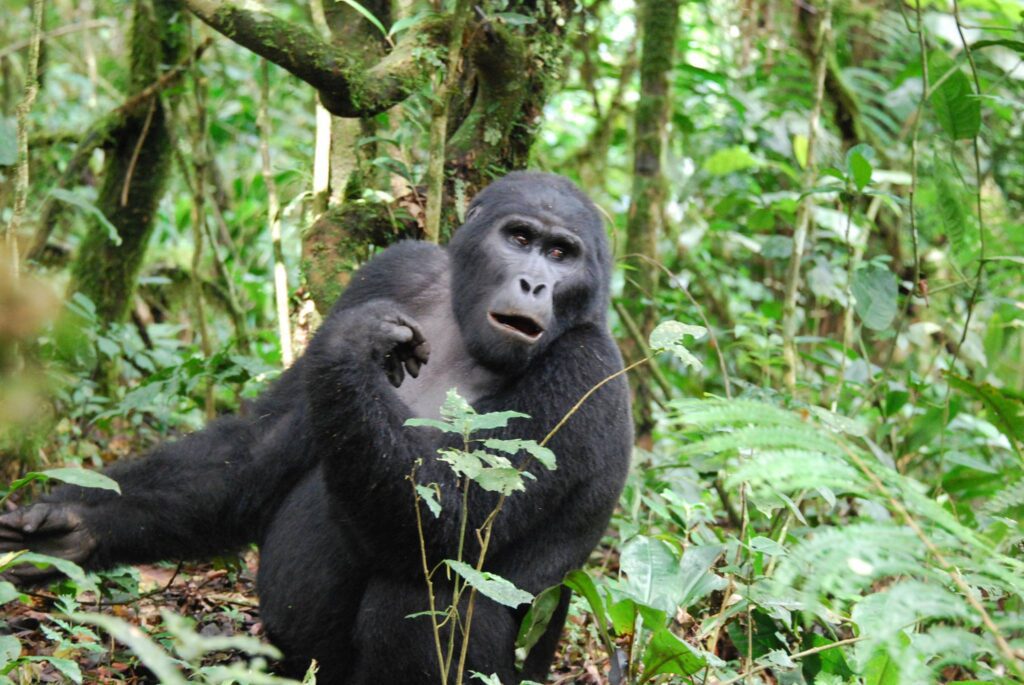 Gorilla, Bwindi, Uganda