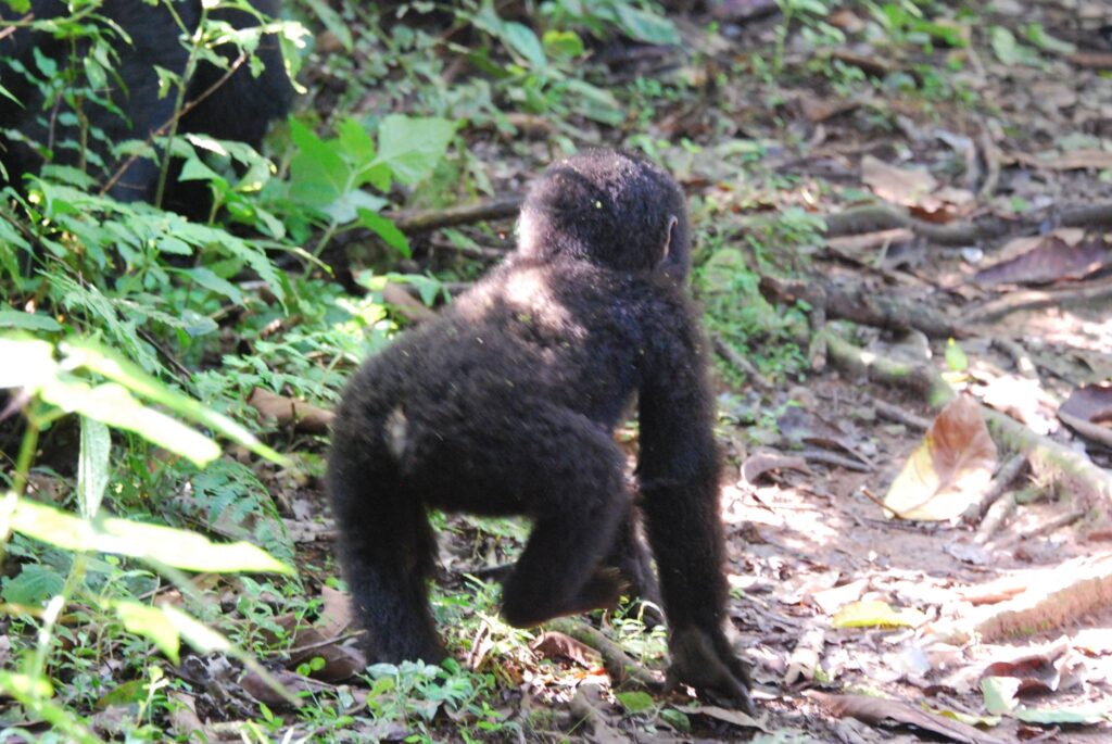 Baby Gorilla, Bwindi, Uganda