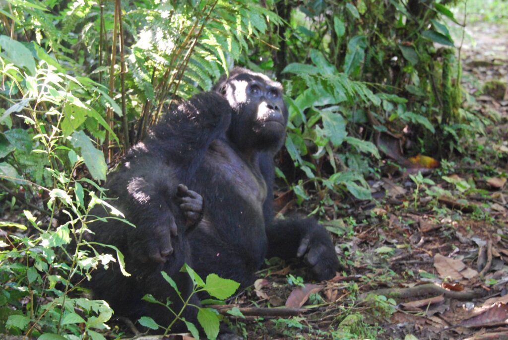 Gorilla, Bwindi, Uganda