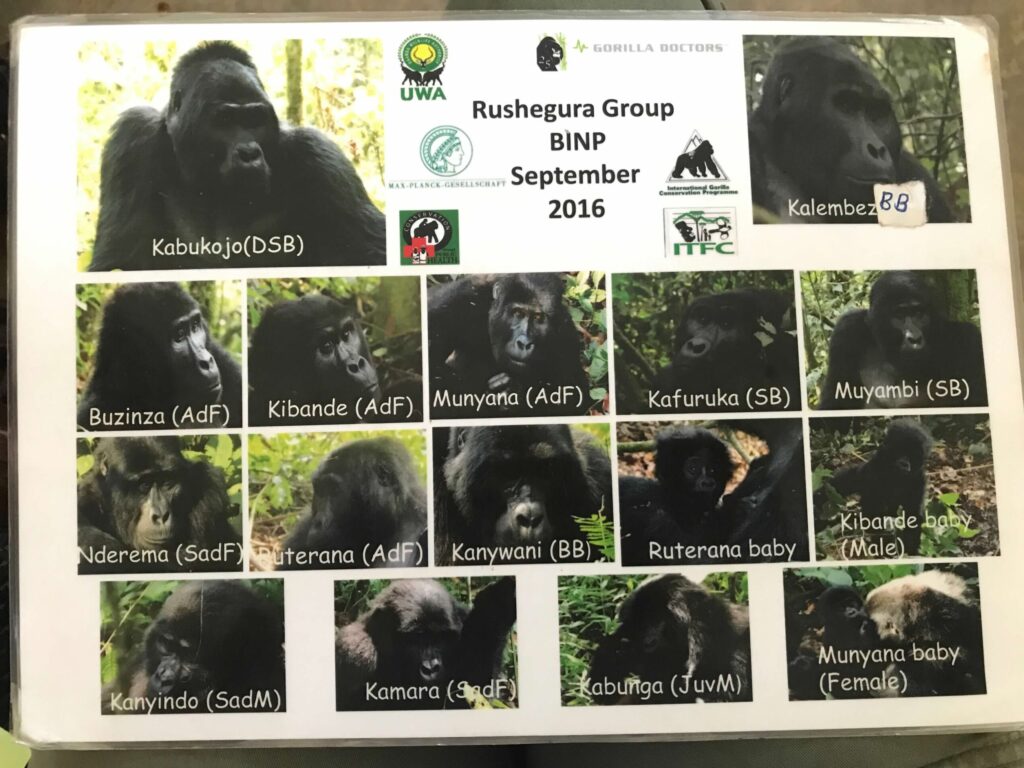 Rushegura Gorilla Group, Bwindi, Uganda