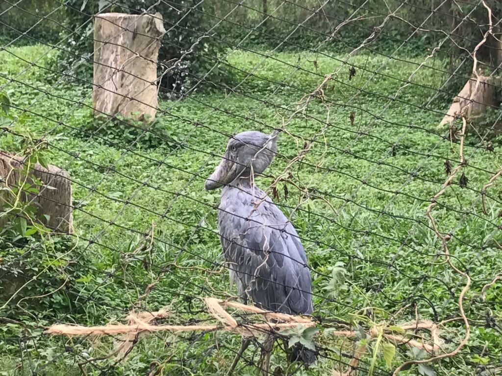 Shoe Bill, Entebbe Zoo