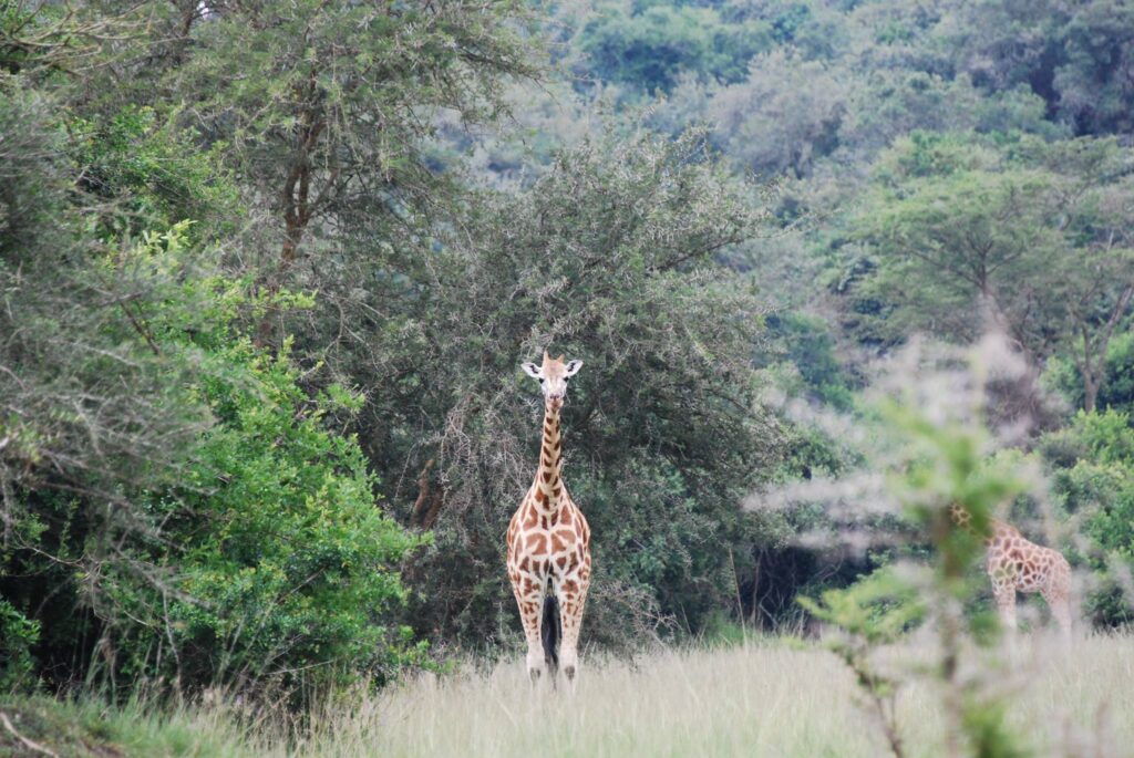 Giraffe Lake Mburo National Park Uganda