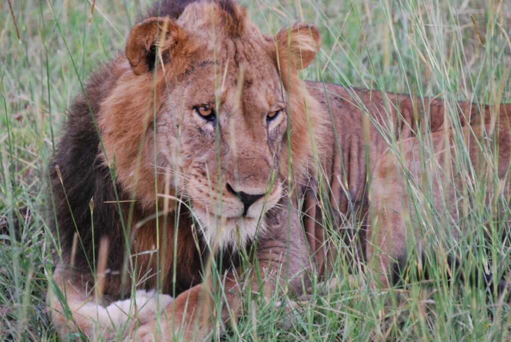 Lion Queen Elizabeth National Park Uganda