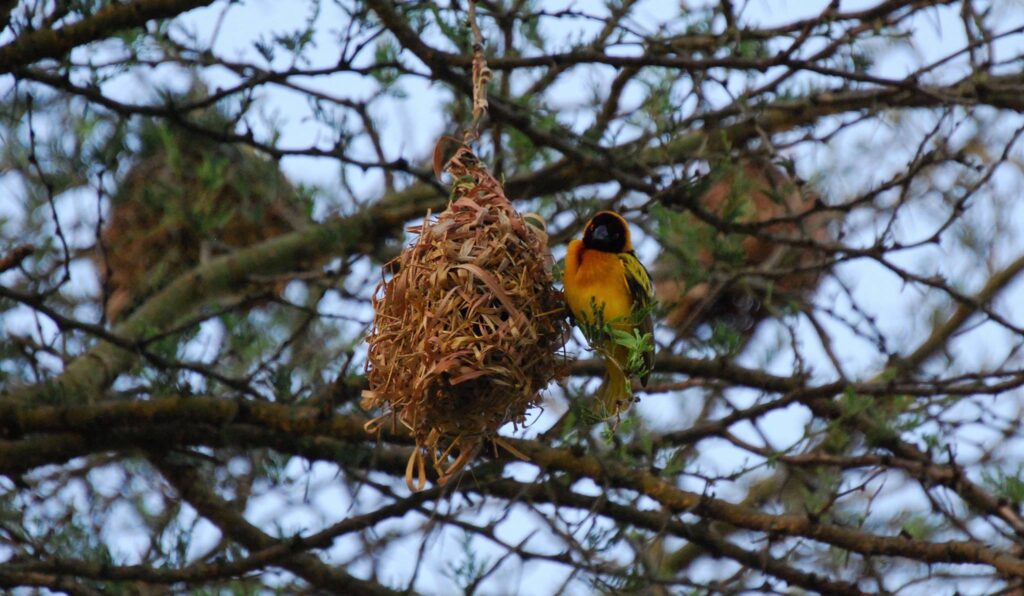 Yellow Weaver Queen Elizabeth National Park Uganda
