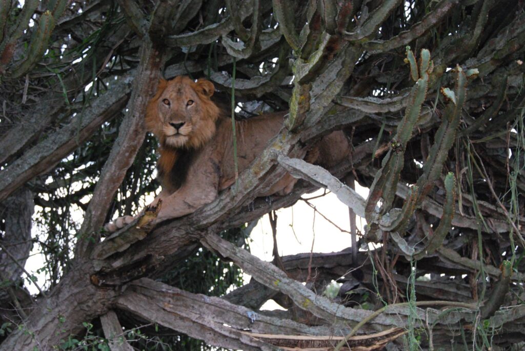 Lion in tree, Queen Elizabeth National Park Uganda
