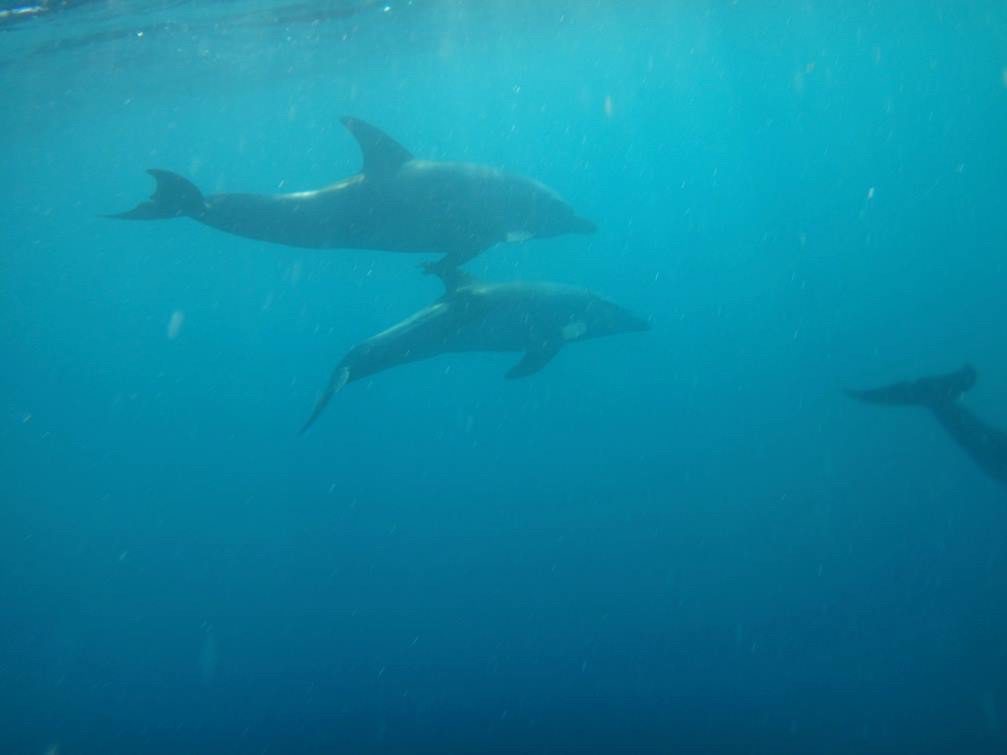 Dolphins Zanzibar