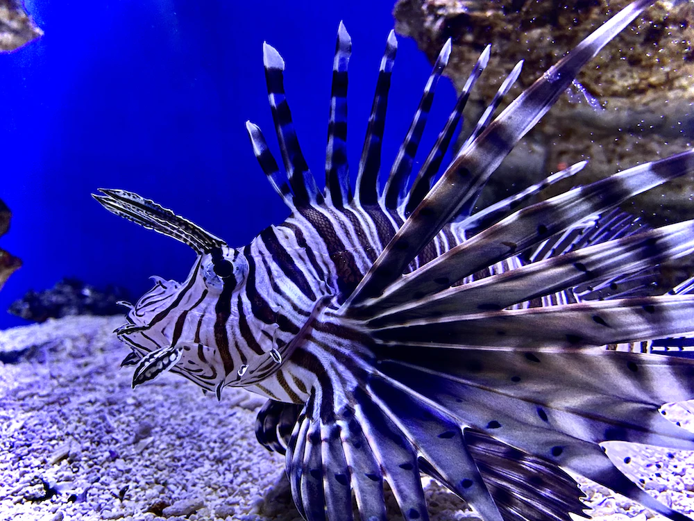 Black Lion Fish Zanzibar