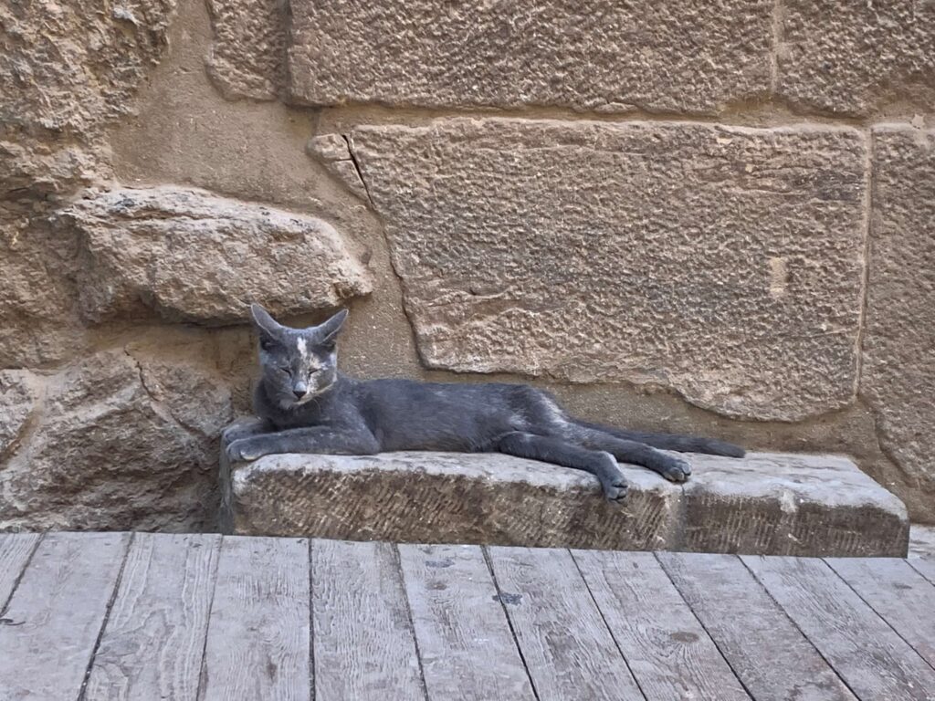 Philae Kitty, Egypt