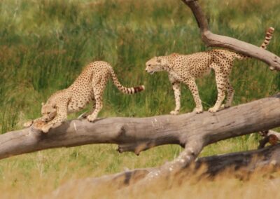 Two cheetahs on a log