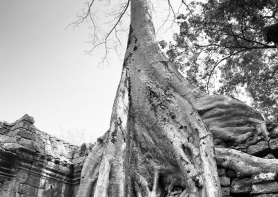 Ancient temple being taken over by trees