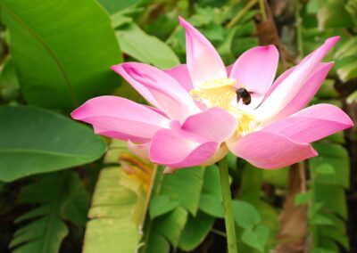 Large pink flower with bee