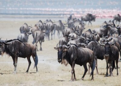 Herd of wildebeest with pink flamingos in background