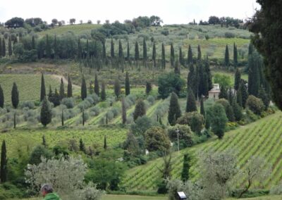 Rolling hills of green with trees