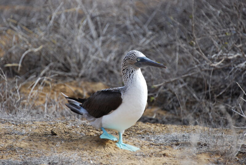 Bird with blue feet