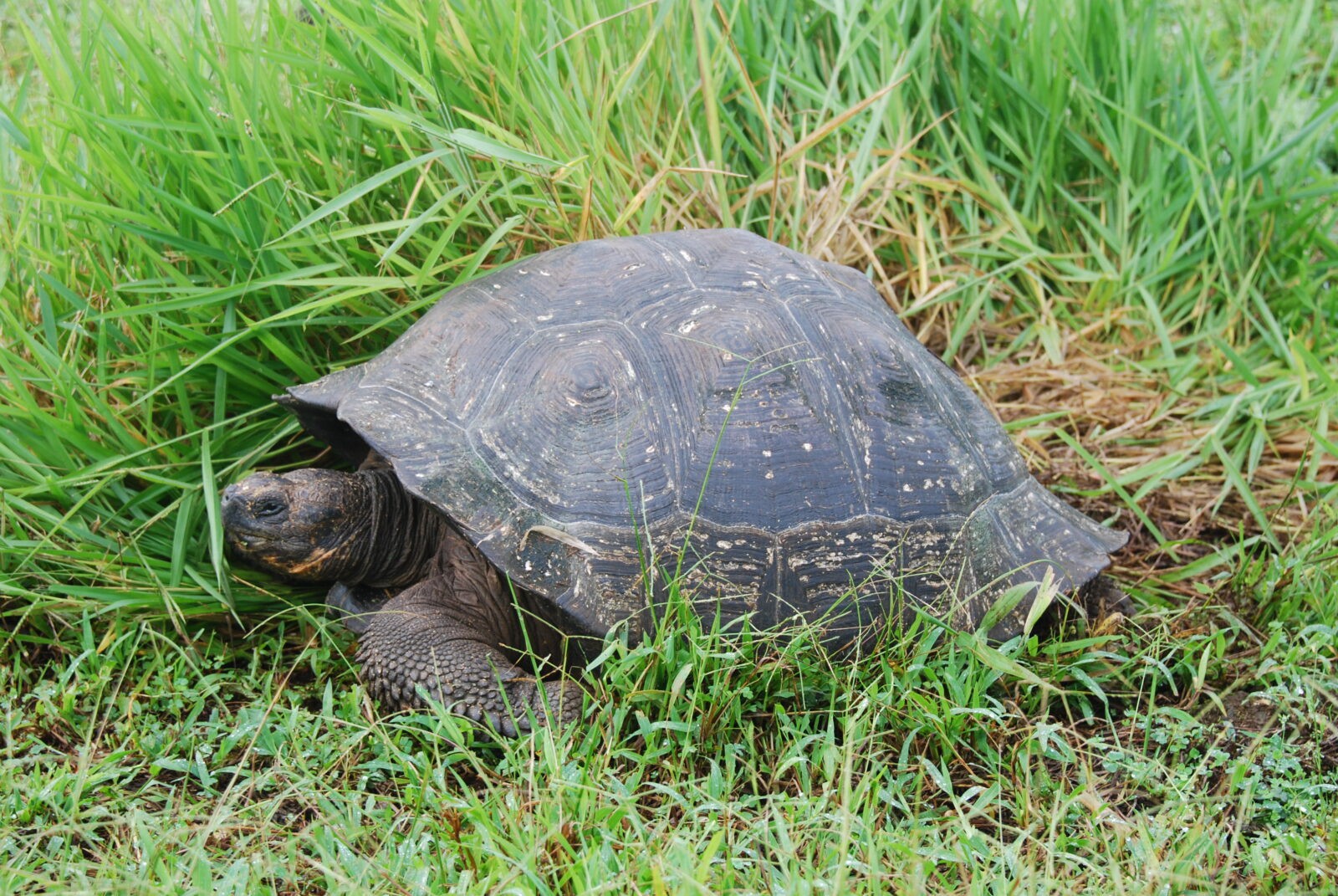 Giant Tortoise in the Galapagos