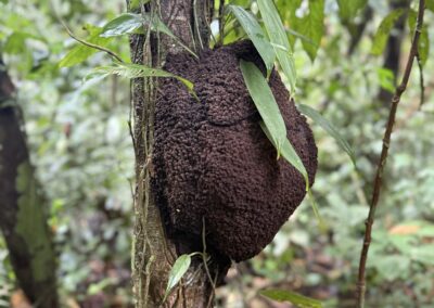 termite nest on tree