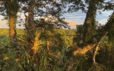 Ecuadorian Amazon: Parrots, Piranhas, and Peace