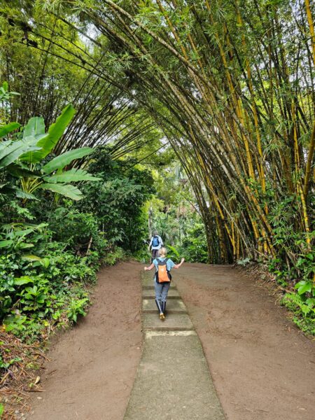 A woman walking under giant bamboo into jungle