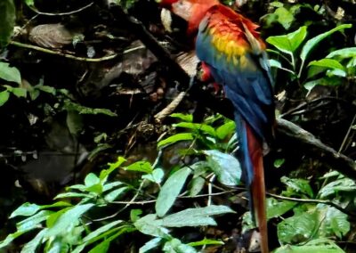 Scarlet macaw in a tree