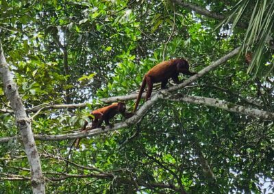 monkeys in a tree