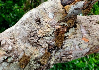 Log with well-camoflauged bats