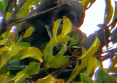sloth in a tree