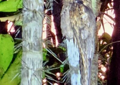 owl-like bird on a log