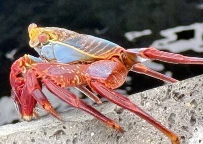 Galapagos Sally Lightfoot Crab