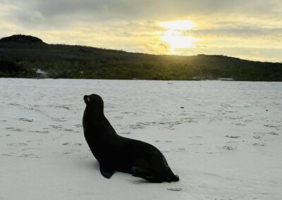 Galapagos sea lion
