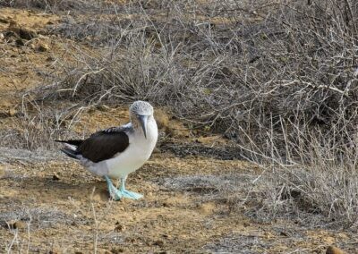 Galapagos Blue Footed Booby