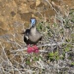 Galapagos red-footed booby