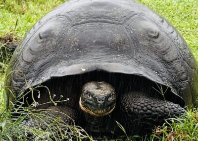 Galapagos tortoise