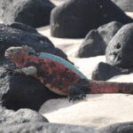 Christmas Iguana