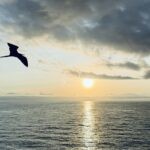 Frigate Bird in Galapagos