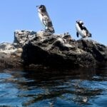 two penguins on a rock