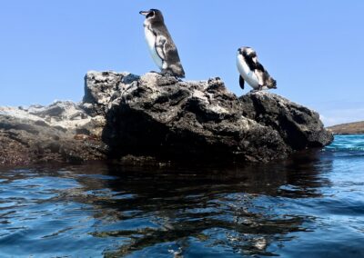 two penguins on a rock