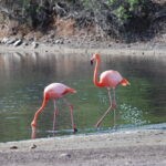 Two Flamingos