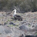 Waved Albatross 2