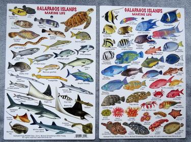 Fish of the Galapagos